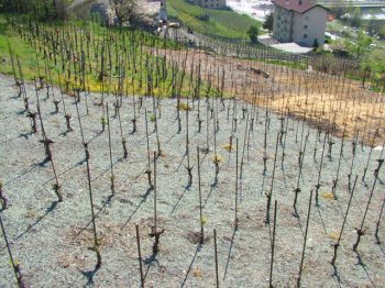 Viticoltura, entro il 31 marzo le domande per i nuovi impianti