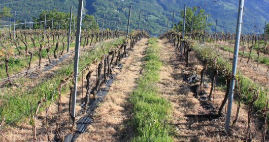 Agricoltura, richieste danni per 1,5 milioni da gelate primaverili