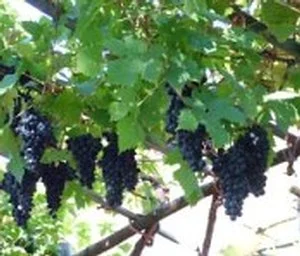 Viticoltura, proposta di legge Uvp per recuperare i vigneti storici della Valle d'Aosta