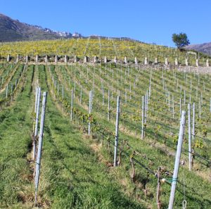Gelate, Psr e pacchetto agricoltura: tre incontri sul territorio con gli agricoltori