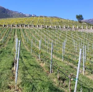 Gelate, Psr e pacchetto agricoltura: tre incontri sul territorio con gli agricoltori