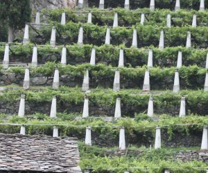 Testo Unico su Vino, Cervim soddisfatto: "un grande risultato"