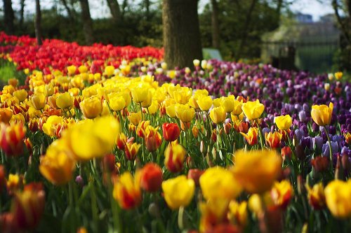 Tulipani al castello di Pralormo