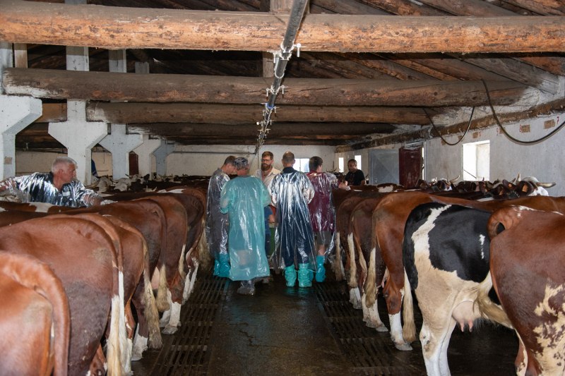 La vaccinazione contro la dermatite nodulare