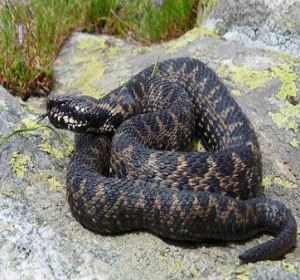 La Salute su Aostaoggi.it: il morso di vipera