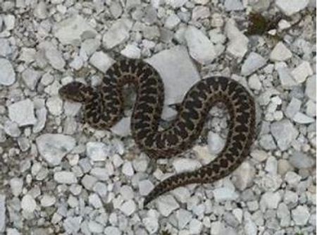 Vipera