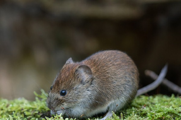 Hantavirus, Usl: per la popolazione valdostana rischi sostanzialmente nulli