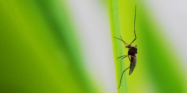 Primeiro caso de dengue foi confirmado no Vale de Aosta