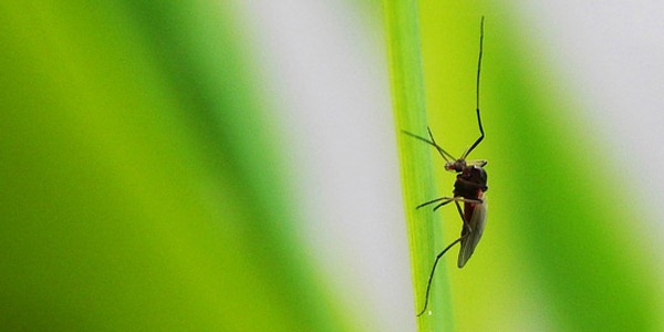 Confermato il primo caso in Valle d'Aosta di febbre Dengue