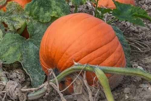 Zucca