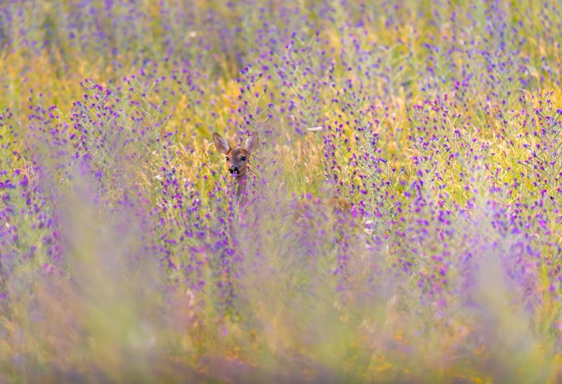 Immersione floreale