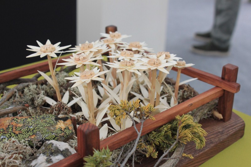 Mostra Concorso Mostra Concorso