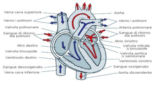 La fibrillazione atriale, l'aritmia cardiaca più frequente: cura e prevenzione delle complicanze