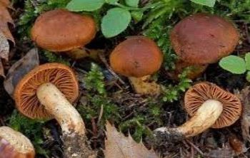 funghi