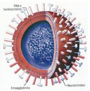 virus influenza