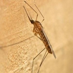 La Salute su Aostaoggi.it: la malaria, come si diffonde e come si cura