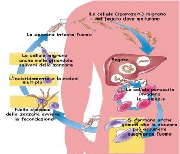 malaria2