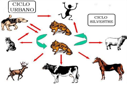 Ciclo della rabbia