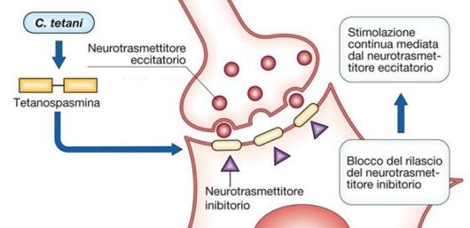 Il tetano: malattia infettiva pericolosa da non sottovalutare