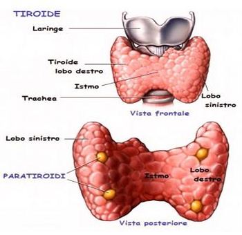 tiroide