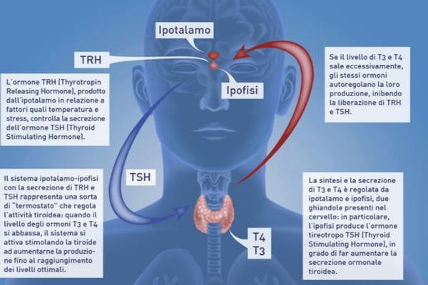 tiroide