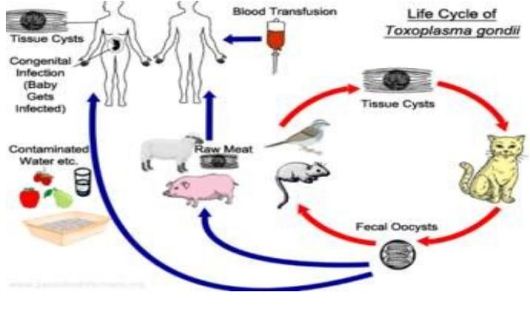 toxoplasmosi1x530