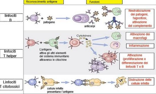 vaccini