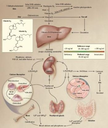 La vitamina D, arma efficace di prevenzione per numerose malattie