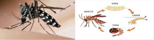 zanzara-tigre