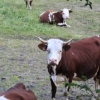 Confagricoltura: aziende agricole costrette a scegliere se indebitarsi o vendere animali