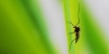La puntura di zanzara e l'infezione da Virus West Nile