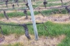 Ambientalisti segnalano possibile uso di glifosato in vigneti della plaine