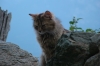 Al via una campagna di microchippatura per i gatti