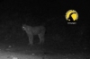 Ancora un avvistamento di lince nel Parco Nazionale Gran Paradiso