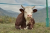 Un contest fotografico sul mondo agricolo della Valle d'Aosta