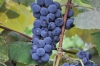 Valle d'Aosta, al via la vendemmia 2026