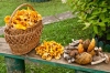 Commestibilità funghi, aperto a Quart lo sportello Usl 