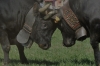 Ayas, cento bovine iscritte all'eliminatoria delle Batailles