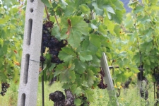 Vendemmia 2025, il Consorzio Vini Valle d'Aosta: un'annata straordinaria