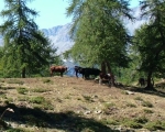 Dermatite nodulare, vaccini in arrivo dal Sudafrica in Valle d'Aosta