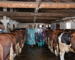 Dermatite nodulare bovina, già 5mila i capi vaccinati