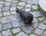 Aosta verso un piano di controllo dell'avifauna