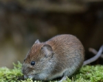 Hantavirus, Usl: per la popolazione valdostana rischi sostanzialmente nulli