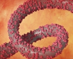 Ebola, Usl Valle d'Aosta: non rappresenta un’emergenza diretta sul territorio italiano