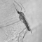 La Salute su Aostaoggi.it: la malaria, come si diffonde e come si cura