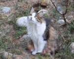 Gatti scomparsi a Cogne, LNDC denuncia: opera di qualche persona senza scrupoli