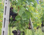 Vendemmia 2025, il Consorzio Vini Valle d'Aosta: un'annata straordinaria