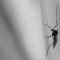 La puntura di zanzara e l'infezione da Virus West Nile