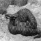 La Salute su Aostaoggi.it: il morso di vipera