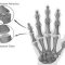 La Salute su Aostaoggi.it: le malattie dell’apparato osteoarticolare